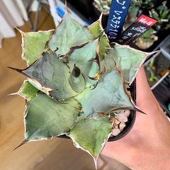 🟣写真更新🟣アガベ【黒犀牛】中株🍀短葉展開中の画像