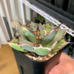 🟣写真更新🟣アガベ【黒犀牛】中株🍀短葉展開中の画像