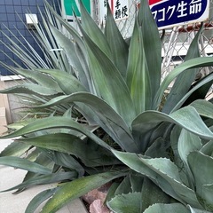 アガベ　あげます　掘り起こしてくれる方限定の画像