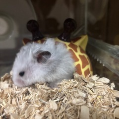 里親募集中です！