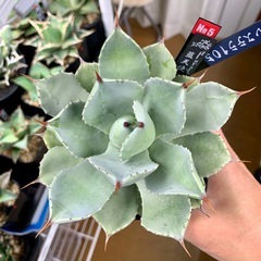 🟣写真更新🟣アガベ【ブルーエンジェル/藍天使】中株🍀中心短葉展開中の画像