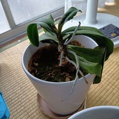 ミニ胡蝶蘭の株 3個の画像