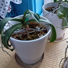 ミニ胡蝶蘭の株 3個の画像