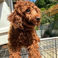 トイプードル2歳の女の子