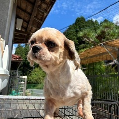 シーズー5歳の女の子