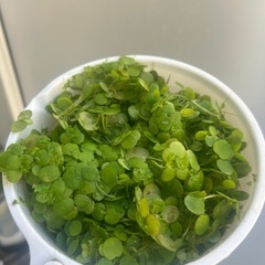 水草　アマゾンフロッグピットの画像