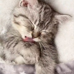 【気軽に】良い付き合い出来る方募集してます🐱