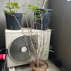 観葉植物　まとめての画像