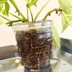 植物　ポトス（ゴールデン）の画像