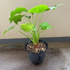 クワズイモの画像