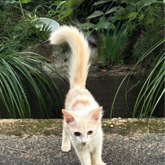 南さつま市　里親募集