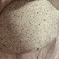 令和5年産ヤシロモチの画像