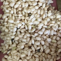 令和5年産ヤシロモチの画像