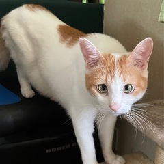 白茶オス10/11/2025犬猫クリニックこのはな譲渡会参…