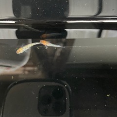 メダカパンドラの画像