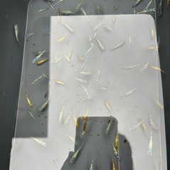 改良メダカの幼魚1〜2cmの画像