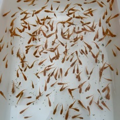 改良メダカの幼魚1〜2cmの画像