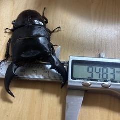 12　スマトラオオヒラタクワガタ♂単94.8mm未使用の画像