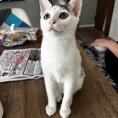 白ブチのラクちゃん🐱メス