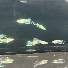 【改良メダカ　青蝶ロングフィン：5ペア】の画像