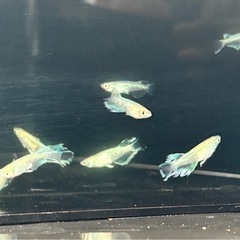 【改良メダカ　青蝶ロングフィン：5ペア】の画像