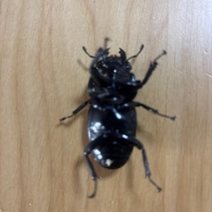 13　スマトラオオヒラタクワガタ(アチェ産)ペア交尾済の画像