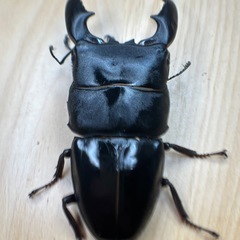 13　スマトラオオヒラタクワガタ(アチェ産)ペア交尾済の画像