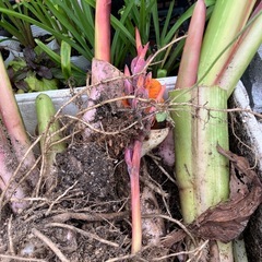 カンナ抜き根の画像