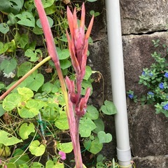 カンナ抜き根の画像