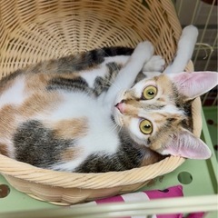 美しい縞三毛
