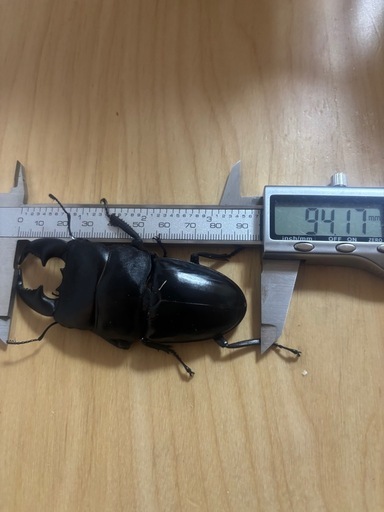 12.13.14　スマトラオオヒラタクワガタ(アチェ産)