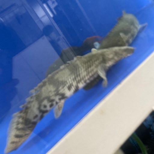 ※最終値下げ　ショートエンドリケリー