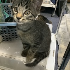 子猫の里親募集
