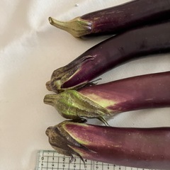 【取引完了】朝採れ長茄子（4本）の画像