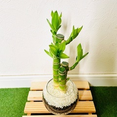 【太め】キングバンブー　３本仕立て　観葉植物　ハイドロカルチャーの画像