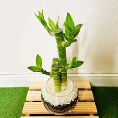 【太め】キングバンブー　３本仕立て　観葉植物　ハイドロカルチャーの画像