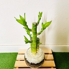 【太め】キングバンブー　３本仕立て　観葉植物　ハイドロカルチャーの画像