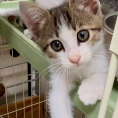 6匹のキジ白達