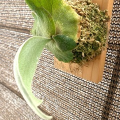 【観葉植物】商談中　ビカクシダ ベイチーレモイネイ　 (P. veitchii cv Lemoinei)の画像