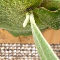 【観葉植物】商談中　ビカクシダ ベイチーレモイネイ　 (P. veitchii cv Lemoinei)の画像