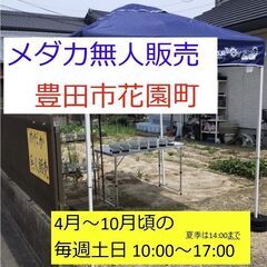 【完売】メダカ フロマージュ 4匹セット 1000円【無人販売】の画像