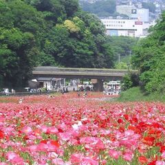 10/13(祝)久里浜コスモス鑑賞ランチ＆カフェ会40代50代参...