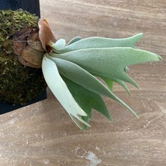 【観葉植物】商談中ビカクシダ P.willinckii cv andromeda の画像