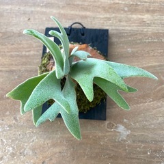 【観葉植物】商談中ビカクシダ P.willinckii cv andromeda の画像