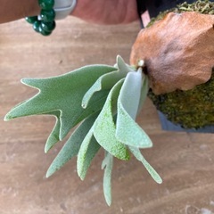 【観葉植物】商談中ビカクシダ P.willinckii cv andromeda の画像