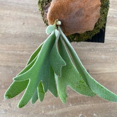 【観葉植物】商談中ビカクシダ P.willinckii cv andromeda の画像