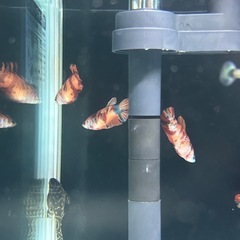 プラカット　ニモ　メスの画像