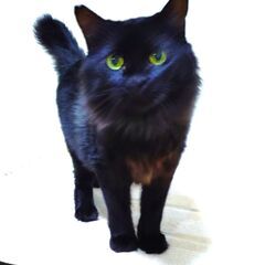 つやつやフサちゃん！