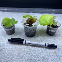 ビカクシダの画像