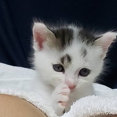 オス、メス兄弟の子猫たち